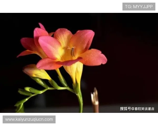 开运手机平台的功能解析及用户如何通过平台实现好运加持